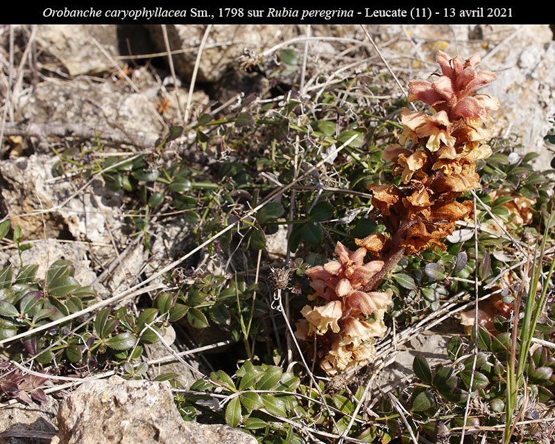 Orobanche caryophyllacea-1a-Leucate-13 04 2021-LG.jpg