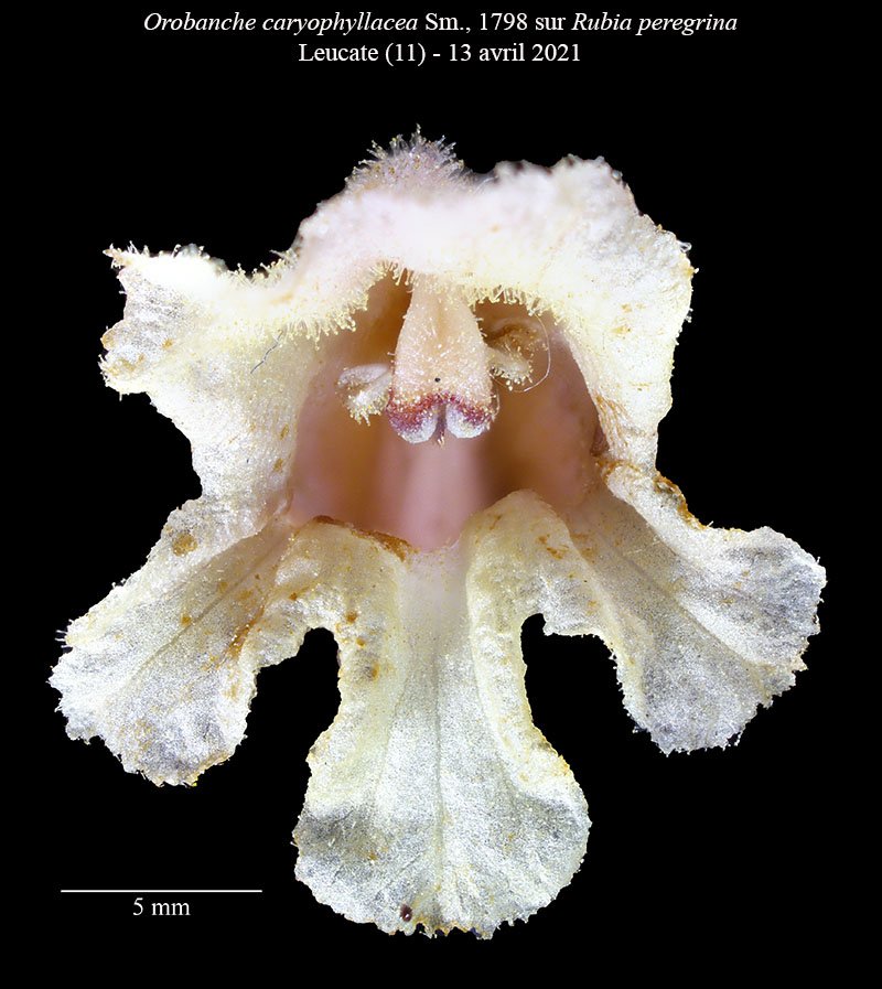 Orobanche caryophyllacea-3d-Leucate-13 04 2021-LG.jpg