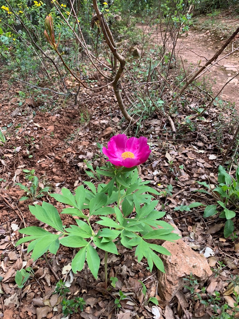 Paeonia officinalis subsp. microcarpa.jpg