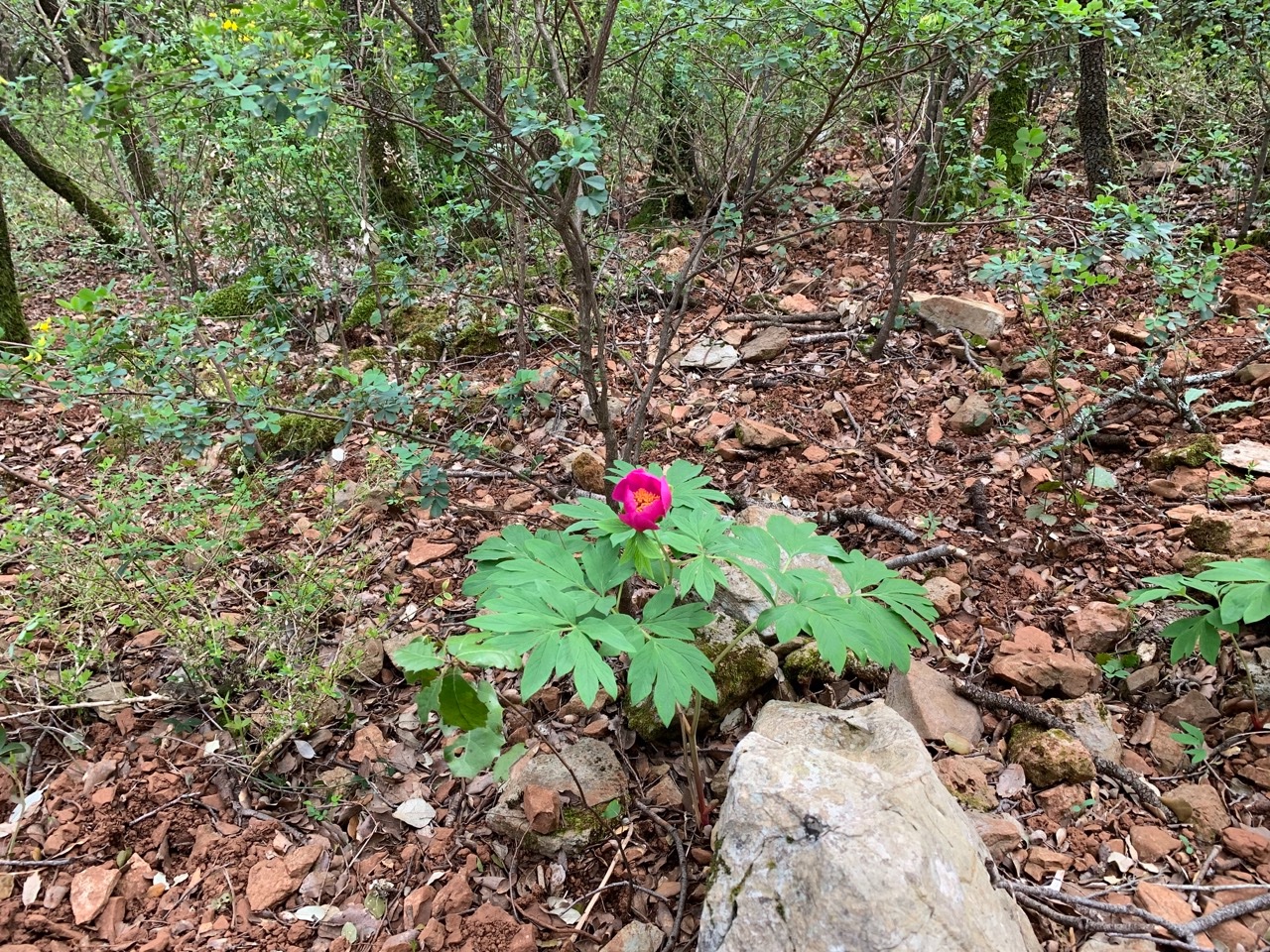 Paeonia officinalis .jpg