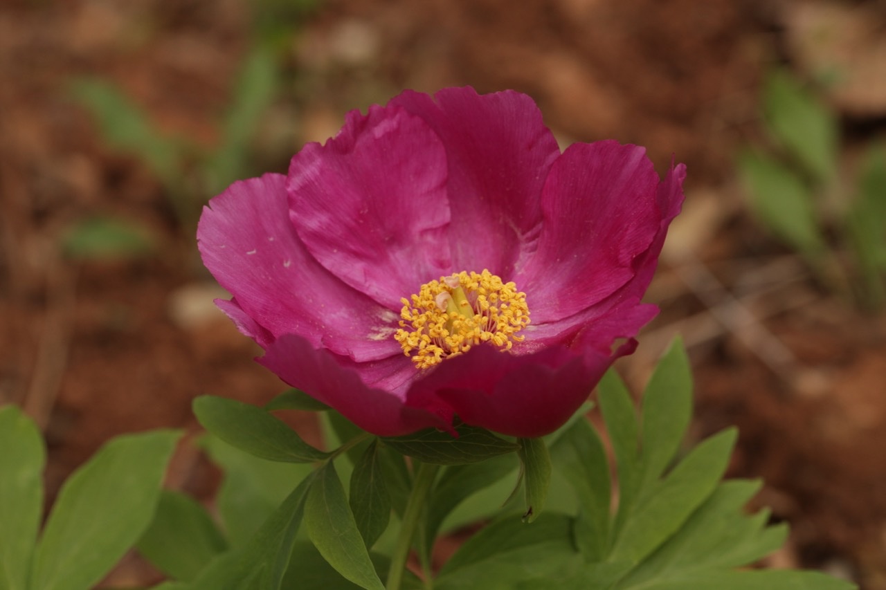 Paeonia off .jpg