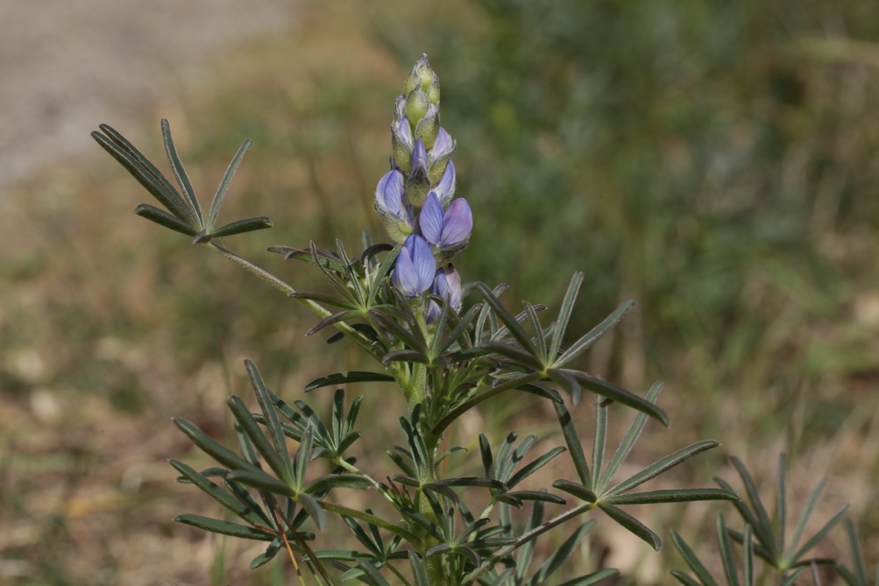 Lupinus angustifolius.jpg