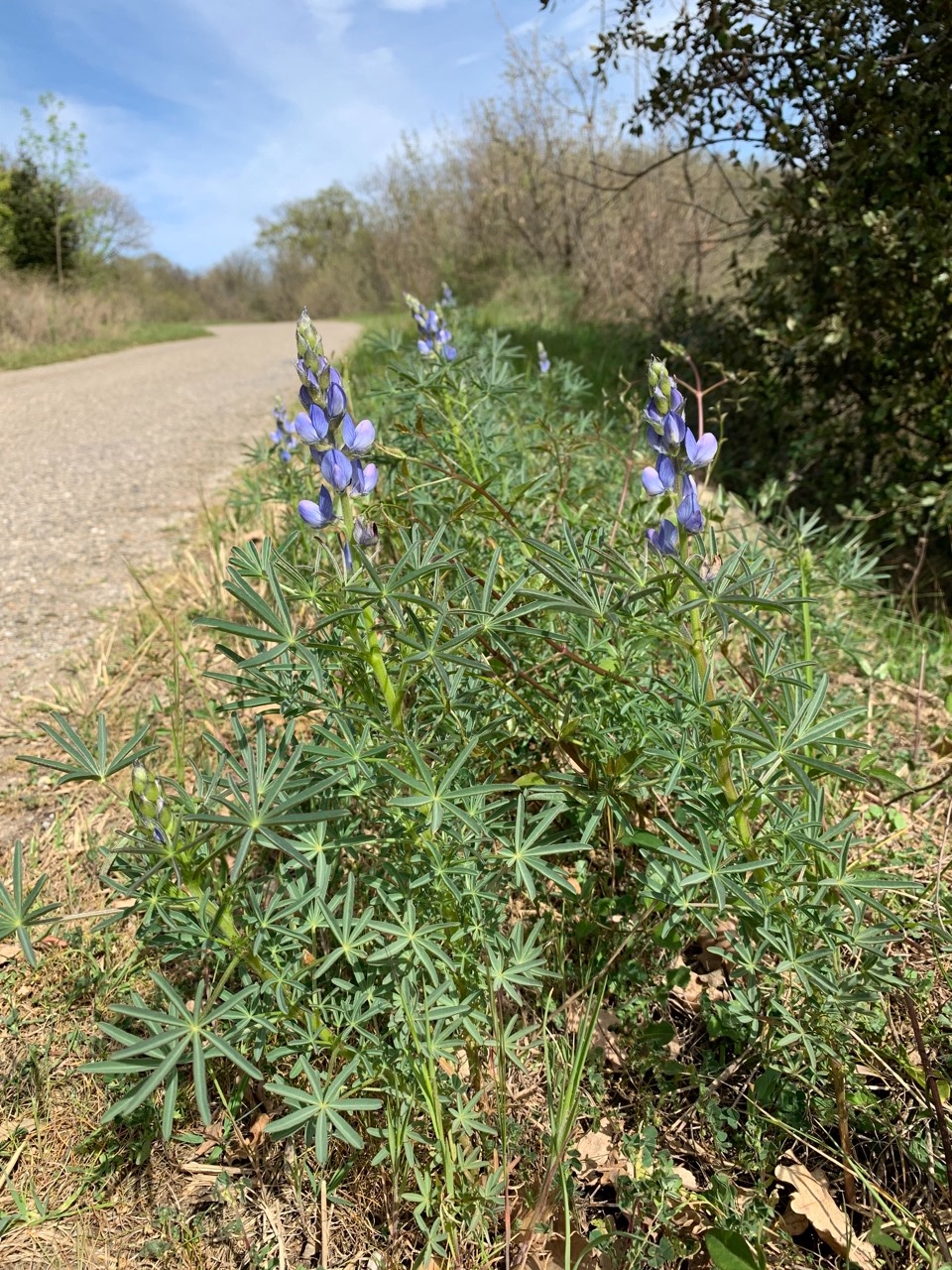 Lupinus angustifolius 1.jpg