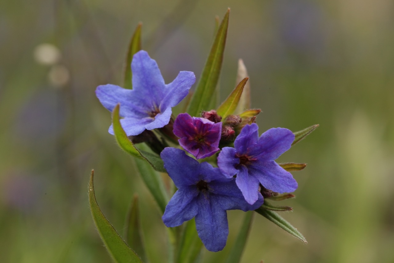 Buglossoides purpurocaerulea.jpg