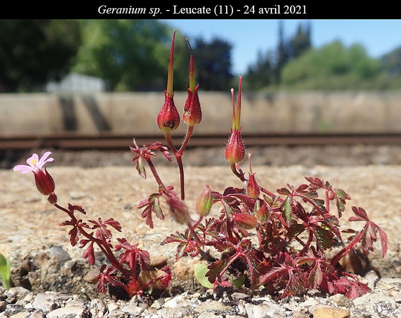 Geranium sp-1b-Leucate-24 04 2021-LG.jpg