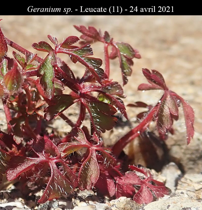 Geranium sp-2a-Leucate-24 04 2021-LG.jpg