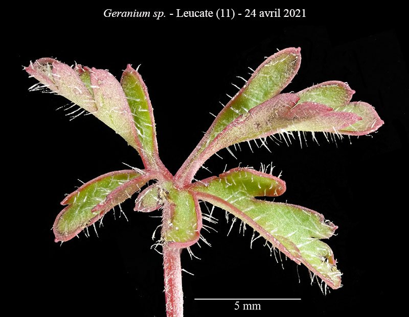 Geranium sp-2c-Leucate-24 04 2021-LG.jpg