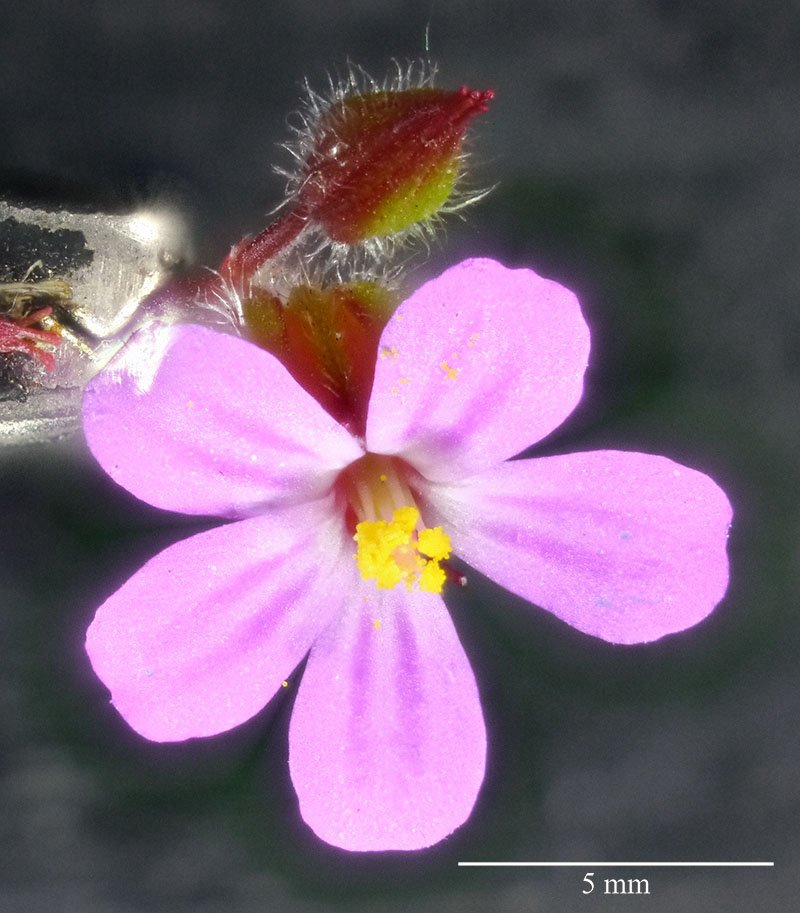 Geranium sp-3a-Leucate-24 04 2021-LG.jpg