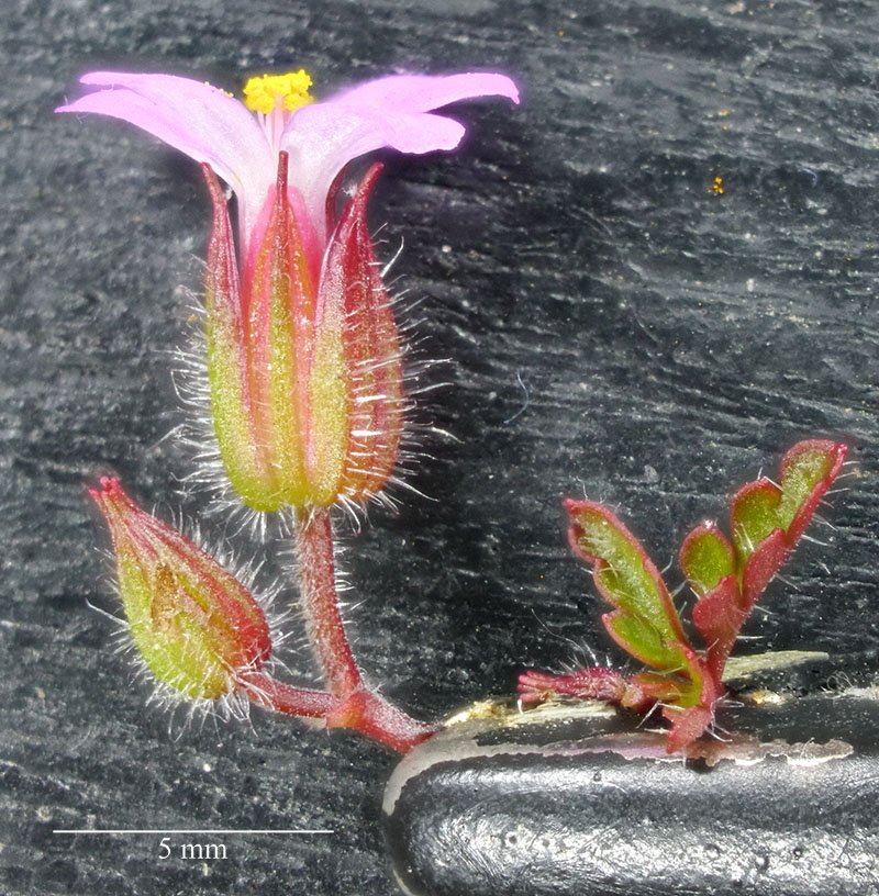 Geranium sp-3b-Leucate-24 04 2021-LG.jpg