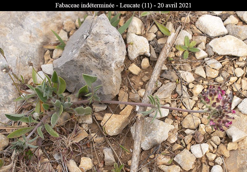 Fabaceae ind-1a-Leucate-20 04 2021-LG.jpg