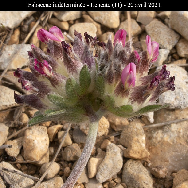 Fabaceae ind-3a-Leucate-20 04 2021-LG.jpg