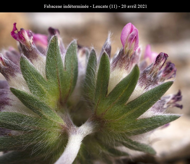 Fabaceae ind-3b-Leucate-20 04 2021-LG.jpg