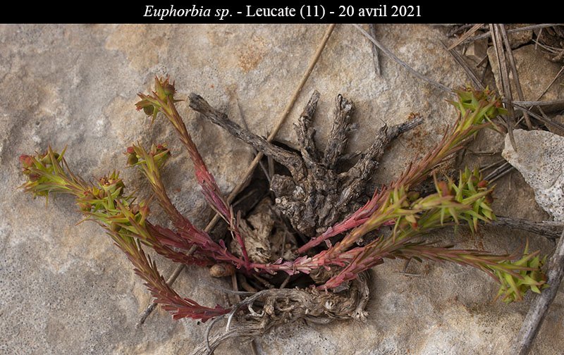 Euphorbia sp-1a-Leucate-20 04 2021-LG.jpg