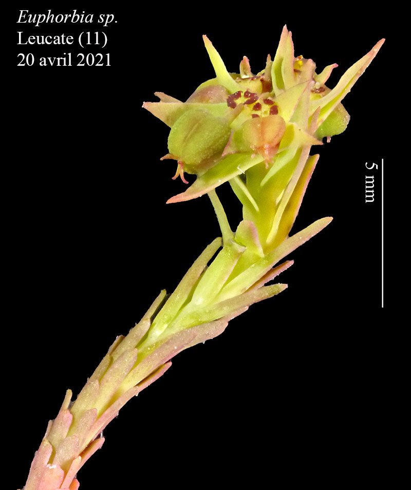 Euphorbia sp-1b-Leucate-20 04 2021-LG.jpg