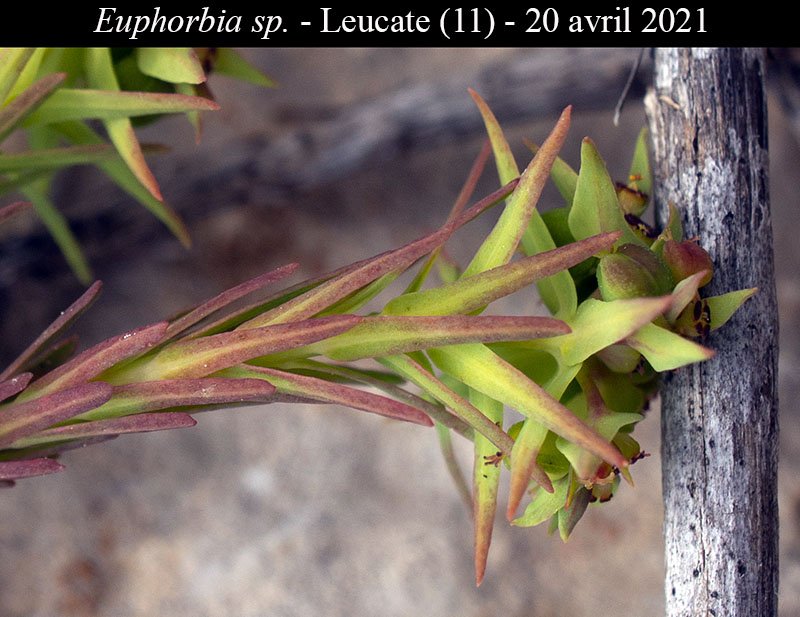 Euphorbia sp-2a-Leucate-20 04 2021-LG.jpg