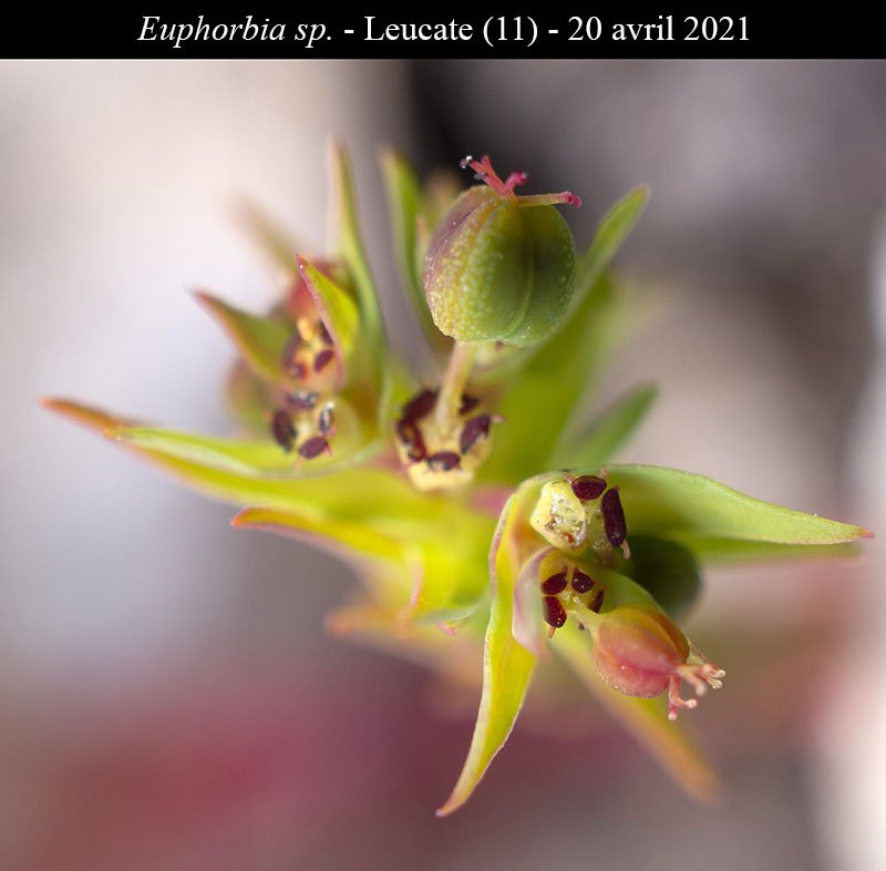 Euphorbia sp-3d-Leucate-20 04 2021-LG.jpg