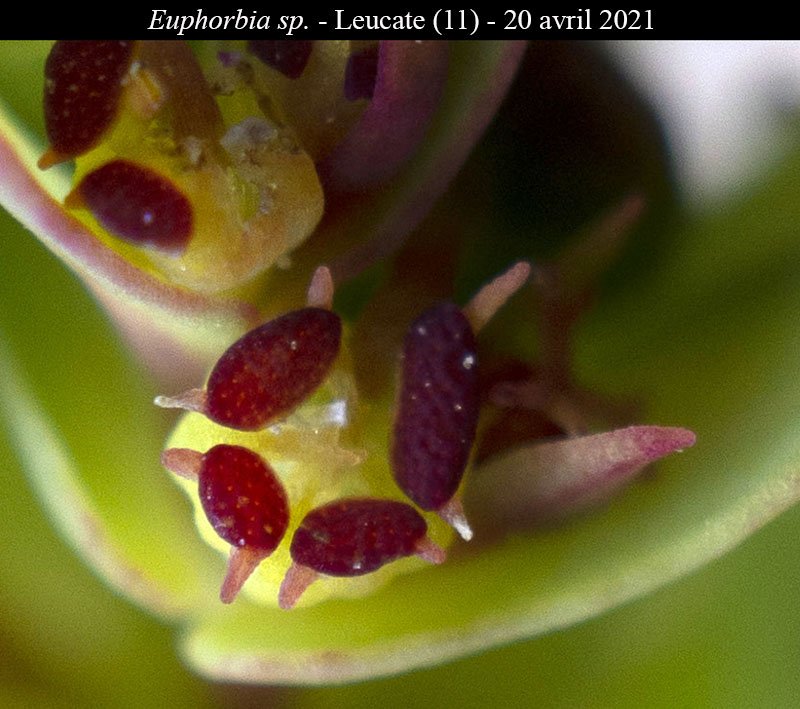 Euphorbia sp-3e-Leucate-20 04 2021-LG.jpg