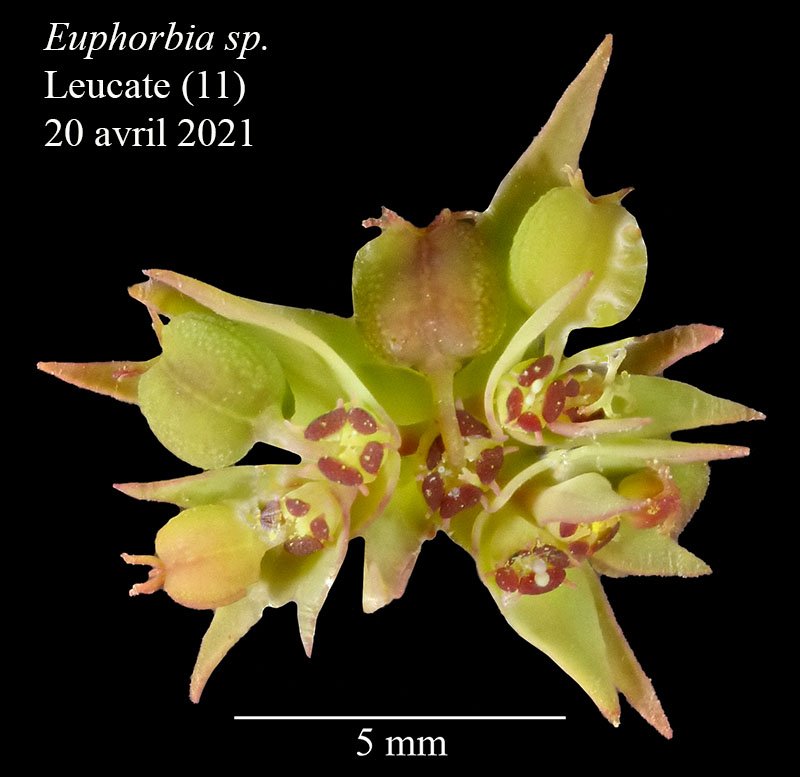 Euphorbia sp-3f-Leucate-20 04 2021-LG.jpg
