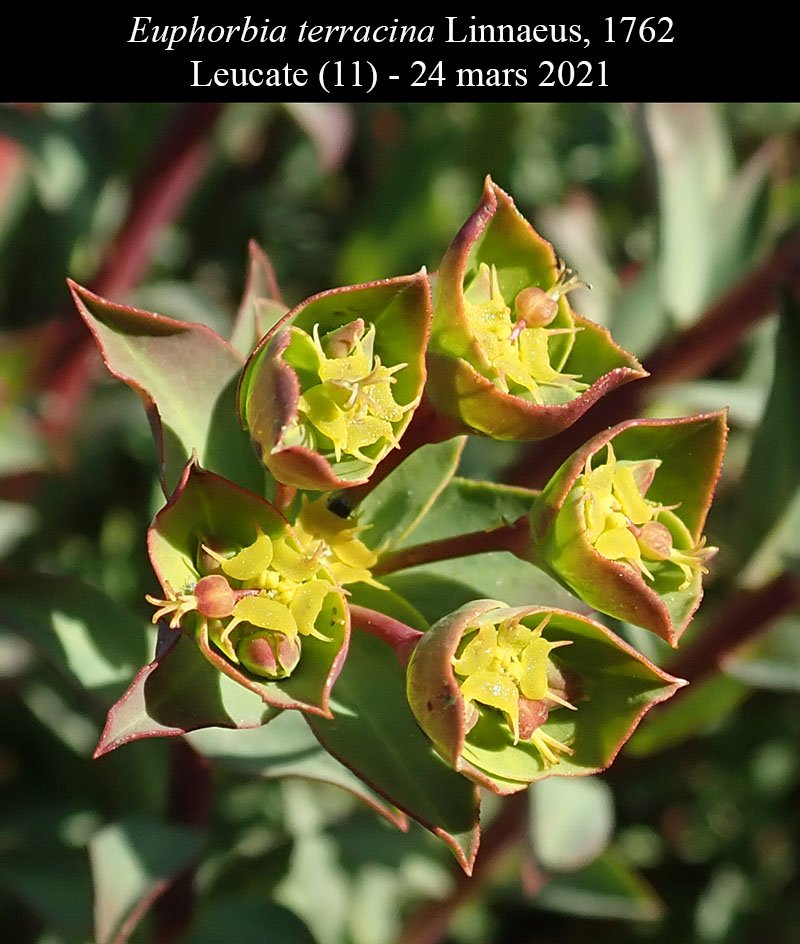 Euphorbia terracina-3a-Leucate-24 03 2021-LG.jpg