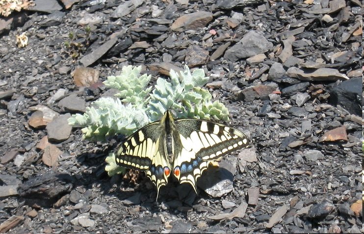 Papilio machaon3.jpg