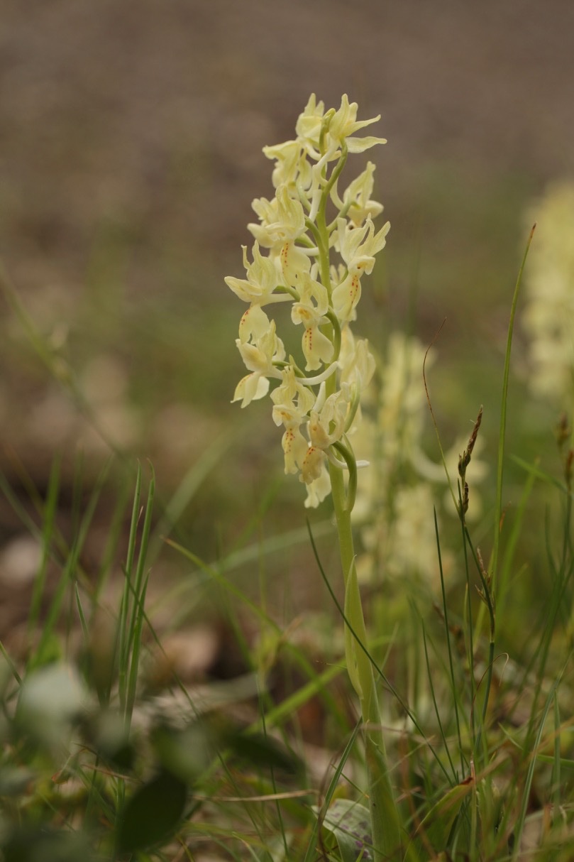 Orchis provincialis.jpg