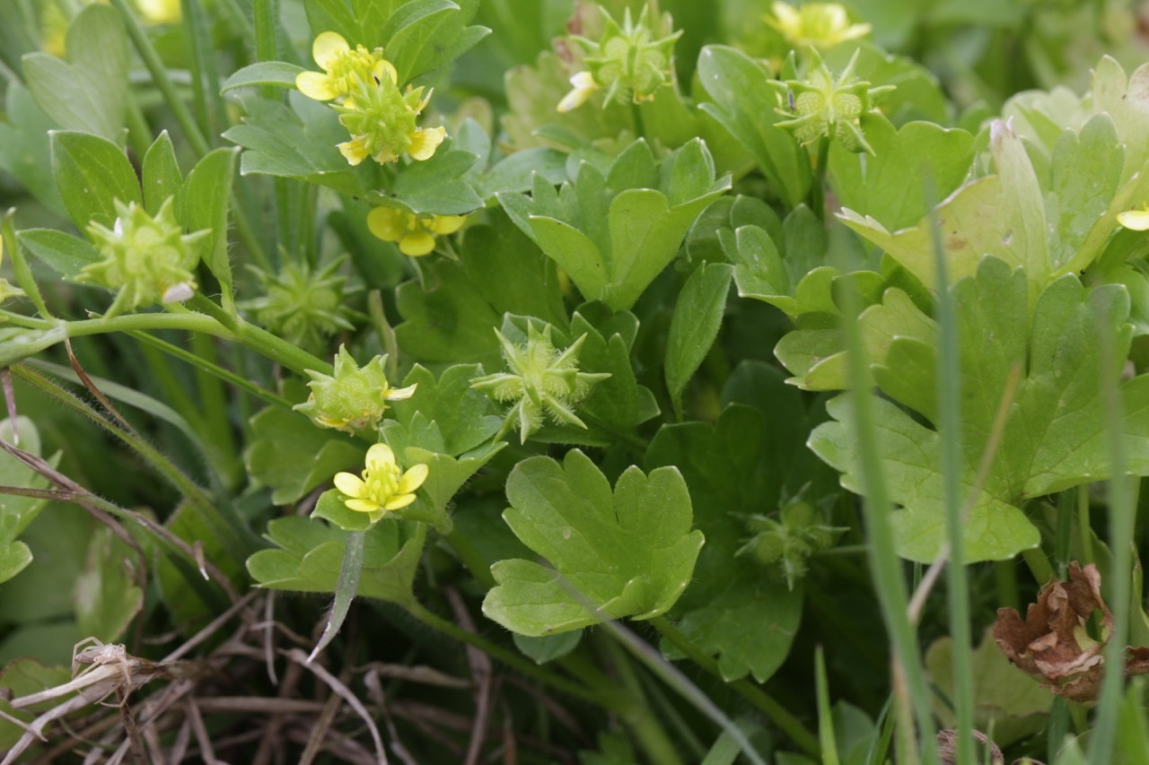 Ranunculus muricatus (2).jpg