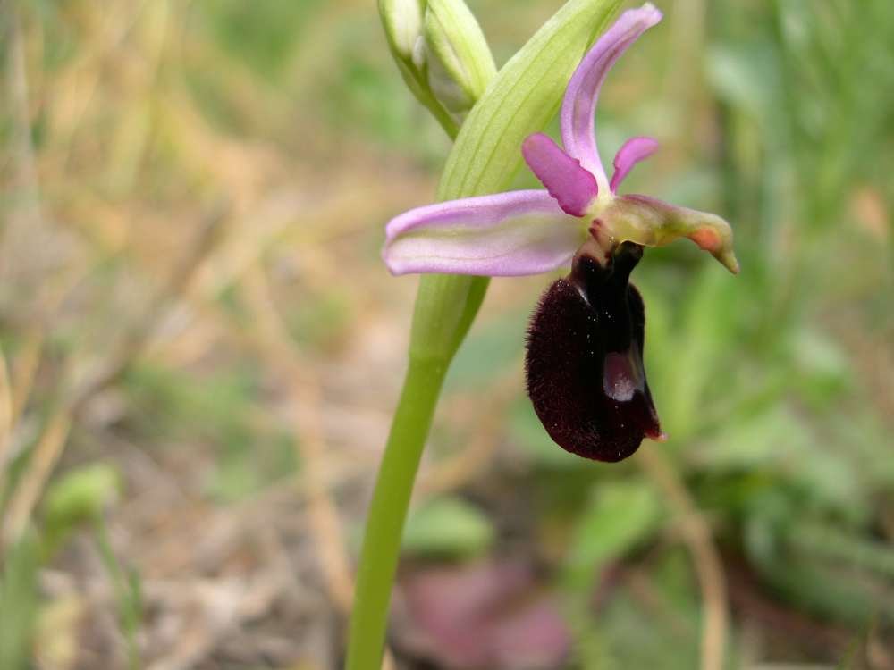 Ophrys aurelia(Ophrys aurélien ) Hyeres .JPG