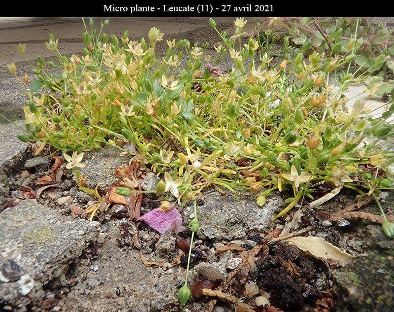 Micro plante-1a-Leucate-27 04 2021-LG.jpg