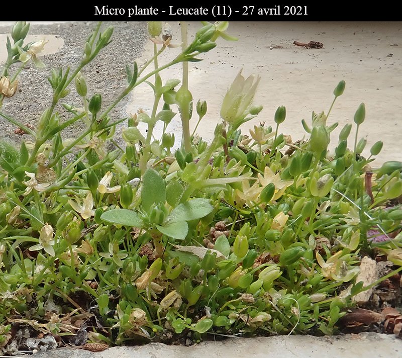 Micro plante-1b-Leucate-27 04 2021-LG.jpg