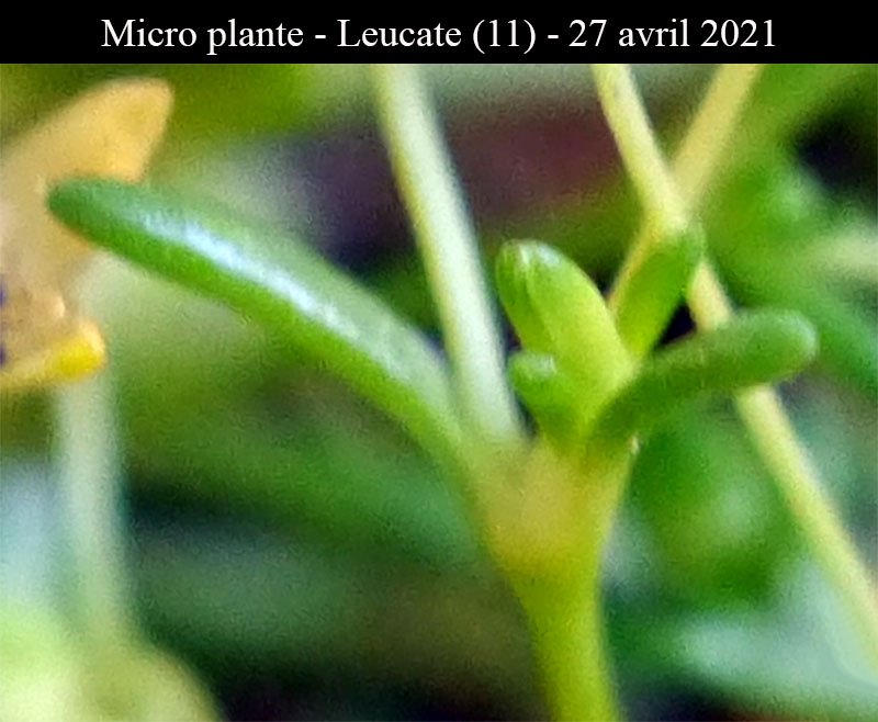 Micro plante-2a-Leucate-27 04 2021-LG.jpg
