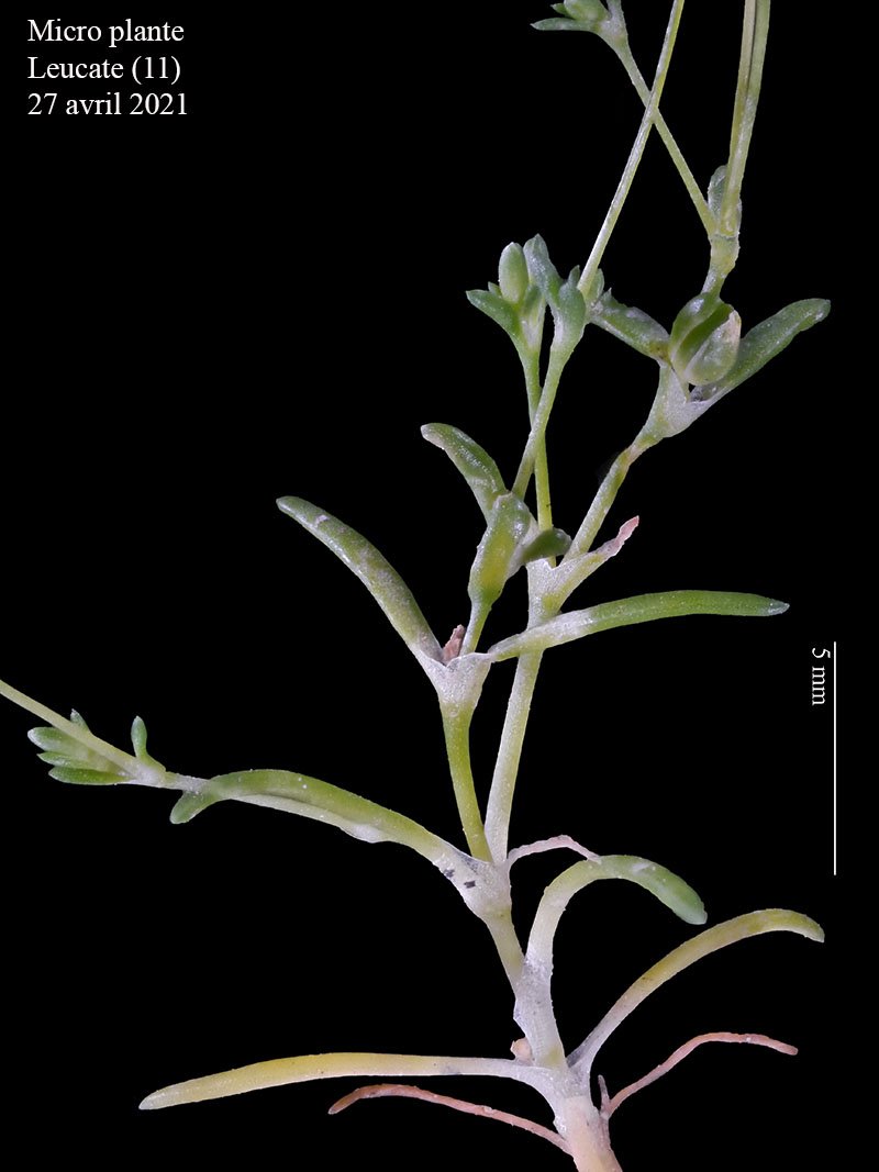 Micro plante-2b-Leucate-27 04 2021-LG.jpg