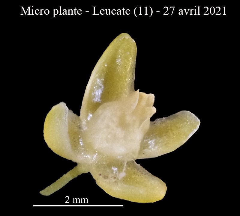 Micro plante-3b-Leucate-13 04 2021-LG.jpg