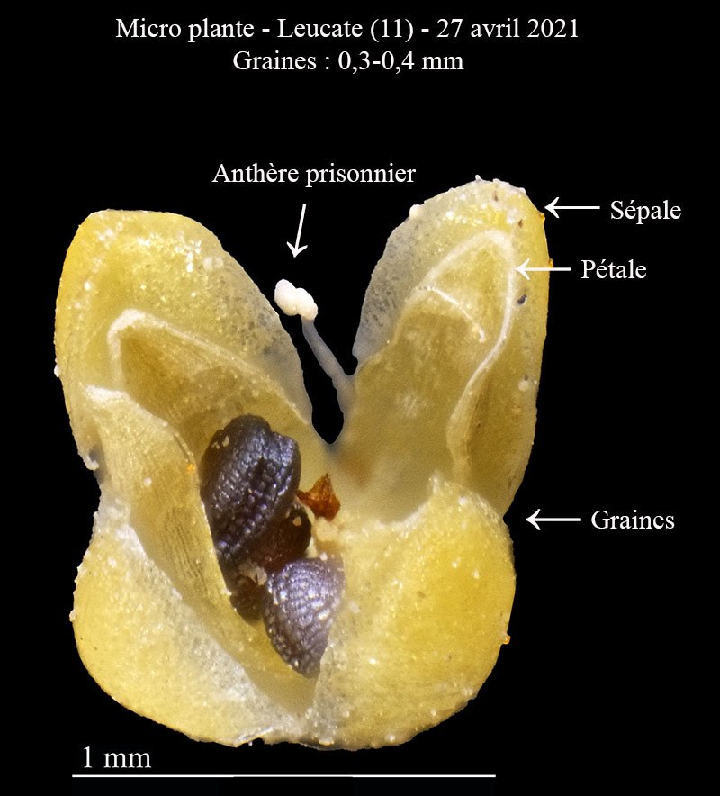 Micro plante-3h-Leucate-27 04 2021-LG.jpg