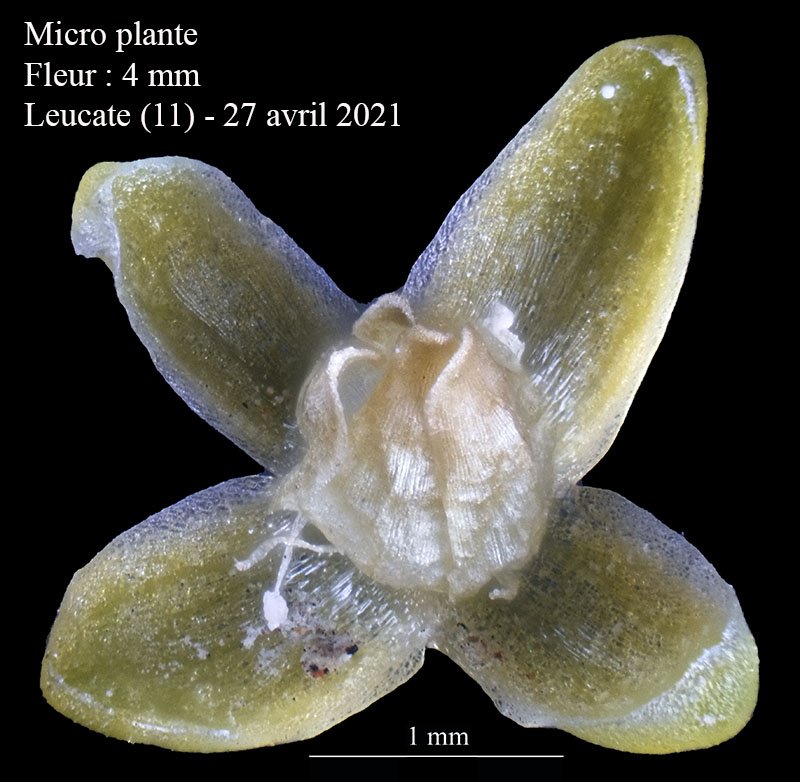 Micro plante-3e-Leucate-27 04 2021-LG.jpg