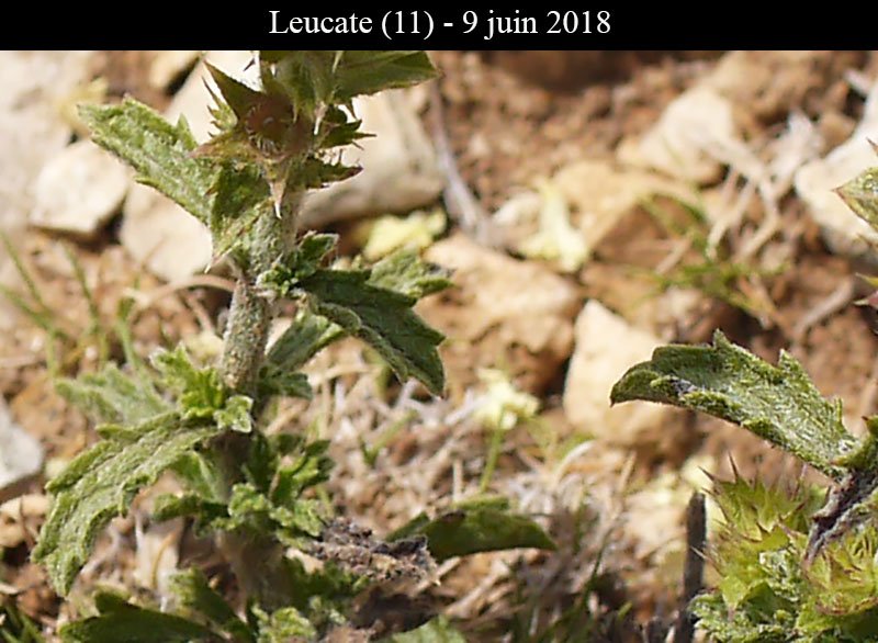Lamiacée ind-2a-Leucate-9 06 2018-LG.jpg
