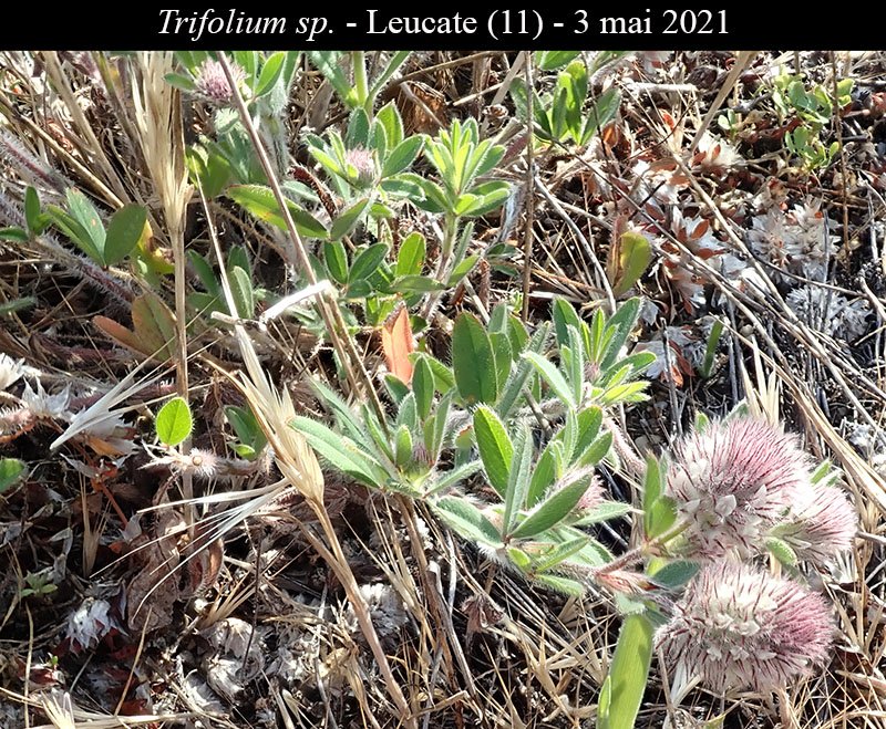 Trifolium sp-1a-Leucate-3 05 2021-LG.jpg