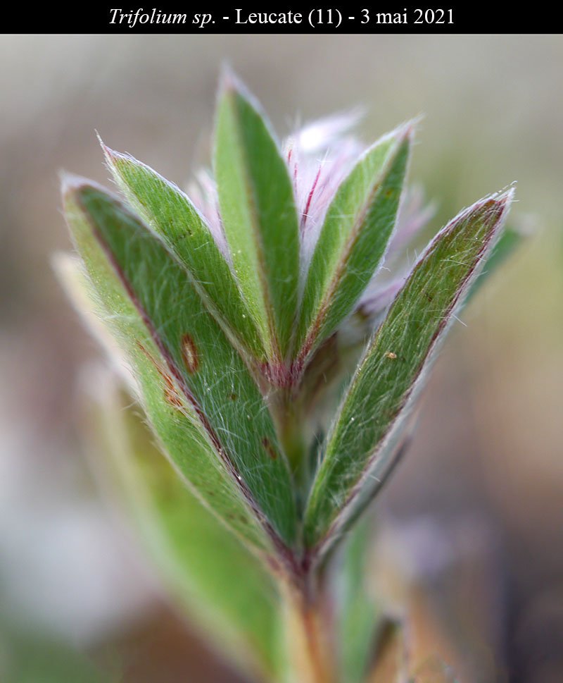 Trifolium sp-2a-Leucate-3 05 2021-LG.jpg