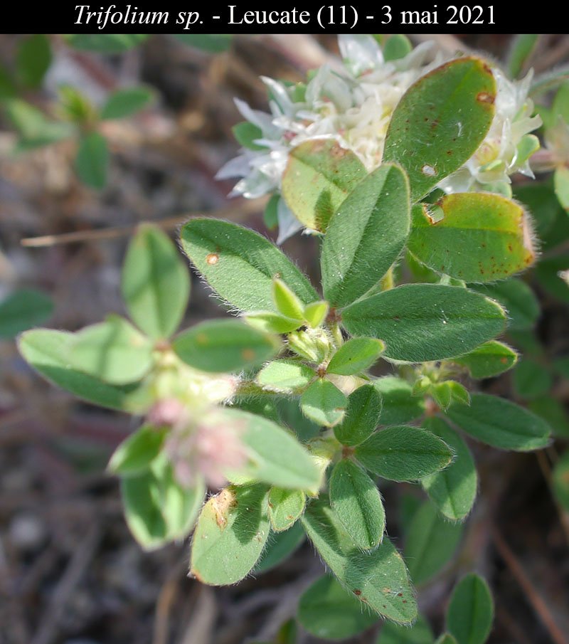 Trifolium sp-2b-Leucate-3 05 2021-LG.jpg