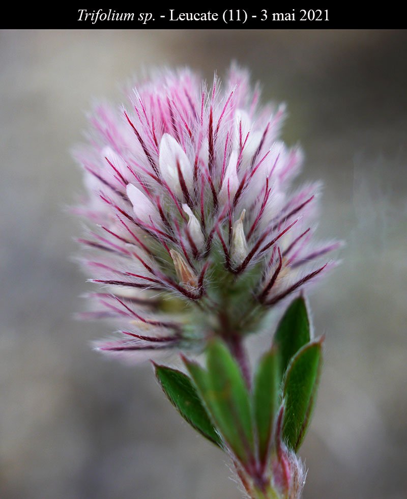 Trifolium sp-3a-Leucate-3 05 2021-LG.jpg