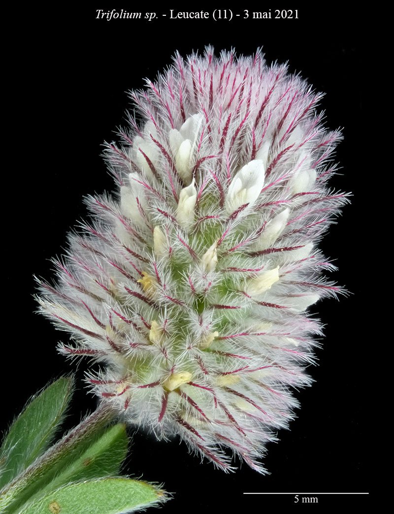 Trifolium sp-3b-Leucate-3 05 2021-LG.jpg