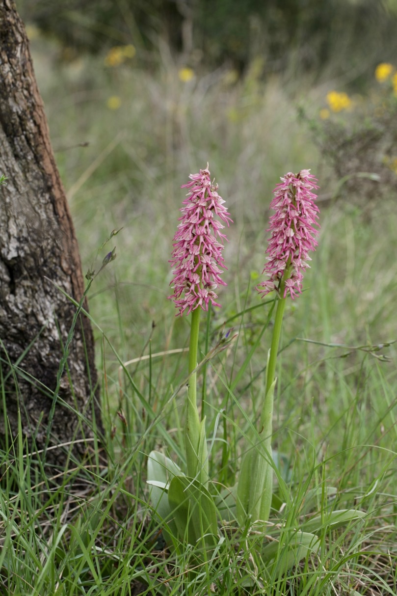Orchis x bergonii (1).jpg