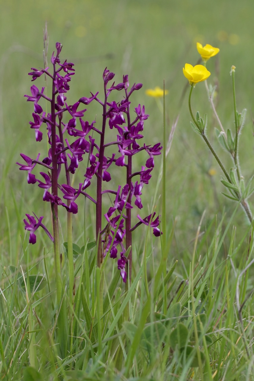 Anacamptis laxiflora.jpg