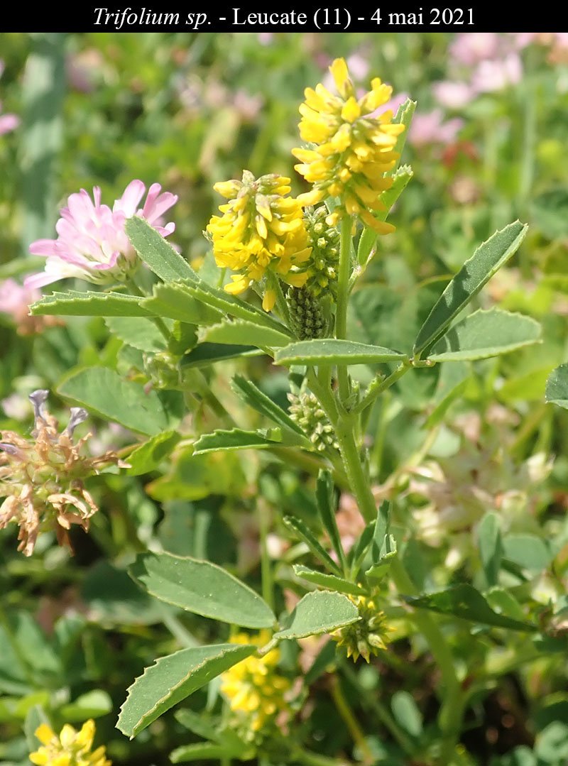 Trifolium sp-1a-Leucate-4 05 2021-LG.jpg