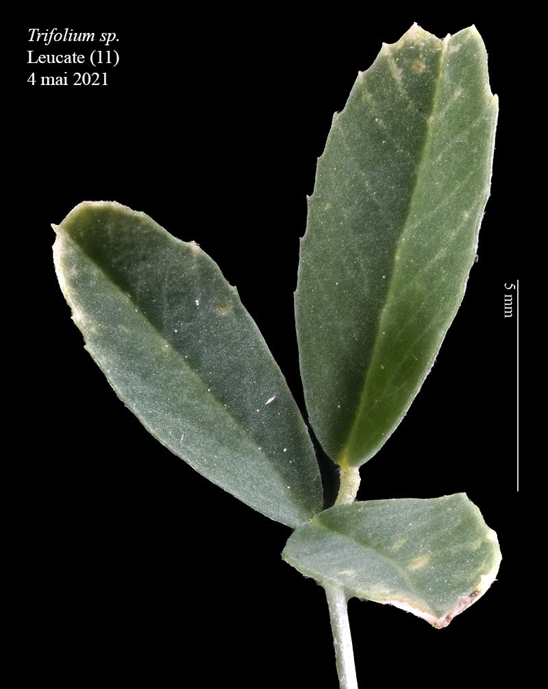 Trifolium sp-2b-Leucate-4 05 2021-LG.jpg