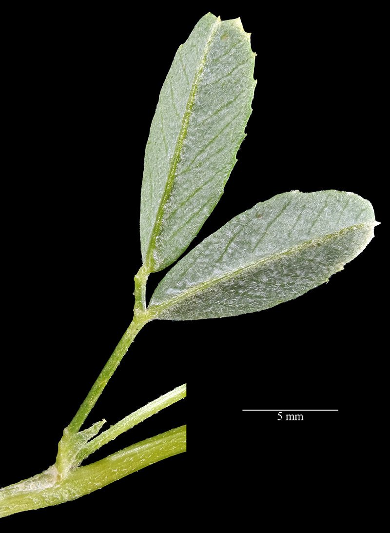 Trifolium sp-2c-Leucate-4 05 2021-LG.jpg