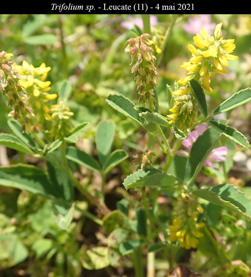 Trifolium sp-3a-Leucate-4 05 2021-LG.jpg