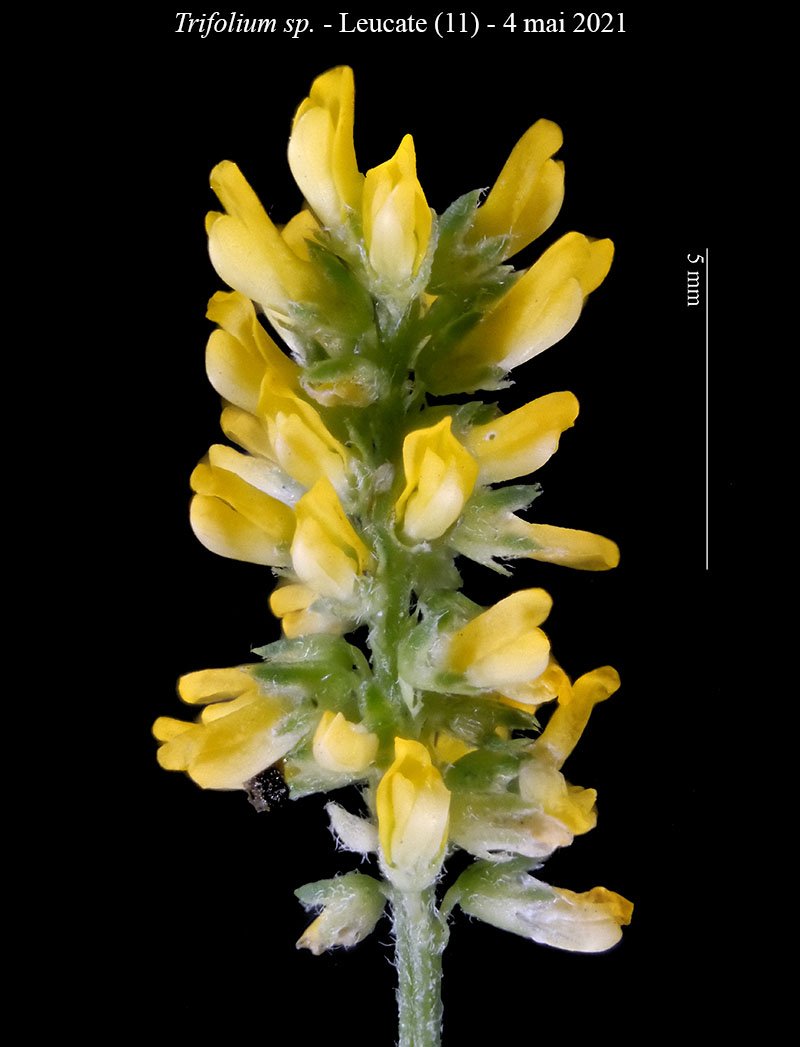 Trifolium sp-3b-Leucate-4 05 2021-LG.jpg