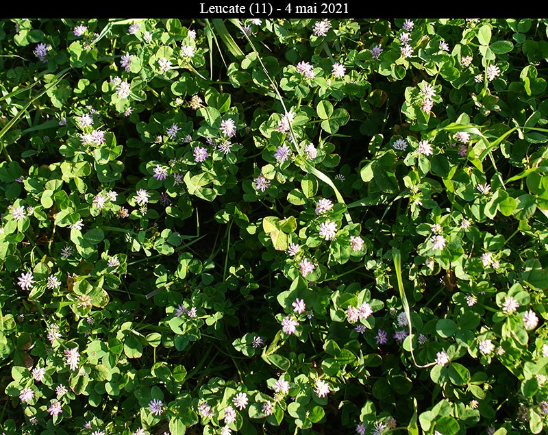 Trifolium sp-1b-Leucate-4 05 2021-LG.jpg