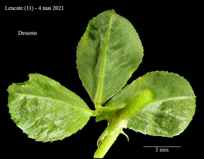 Trifolium sp-2d-Leucate-4 05 2021-LG.jpg