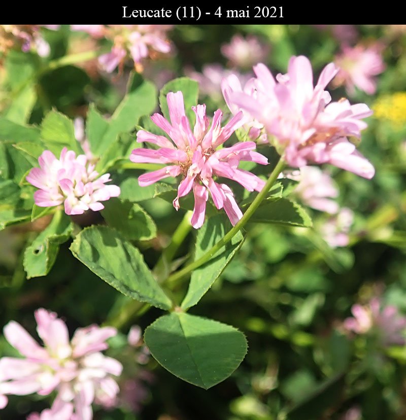 Trifolium sp-3a-Leucate-4 05 2021-LG.jpg